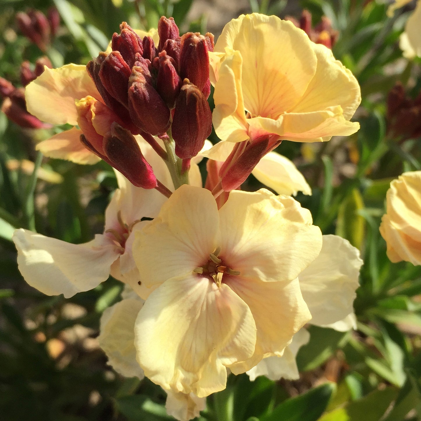 Bedding Plants - Wallflower Sunset Apricot (6 Pack)