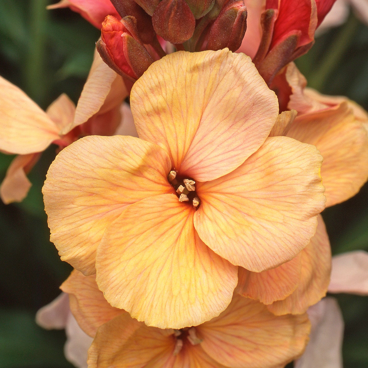 Bedding Plants - Wallflower Sunset Apricot (6 Pack)