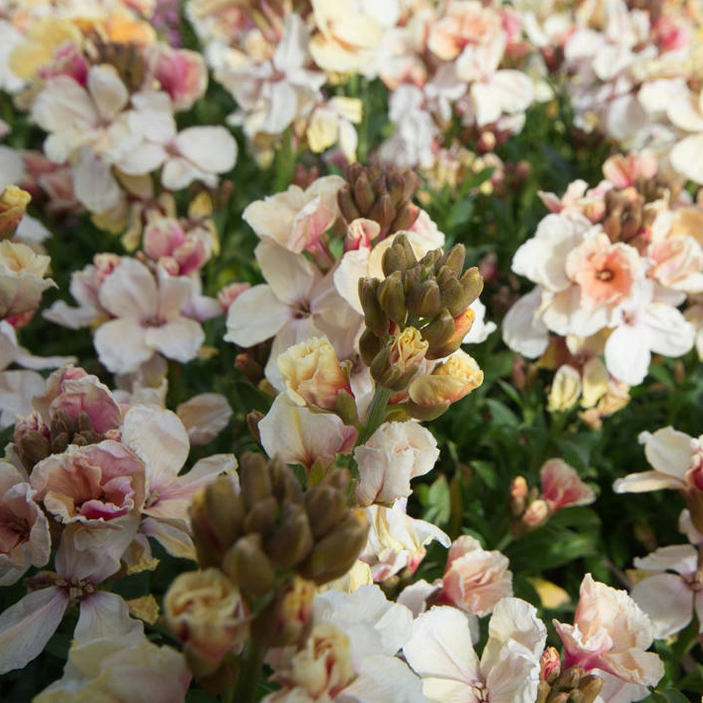 Bedding Plants - Wallflower Sunset Apricot (6 Pack)