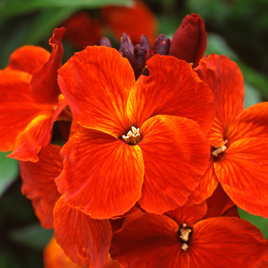 Bedding Plants - Wallflower Sunset Orange (6 Pack)