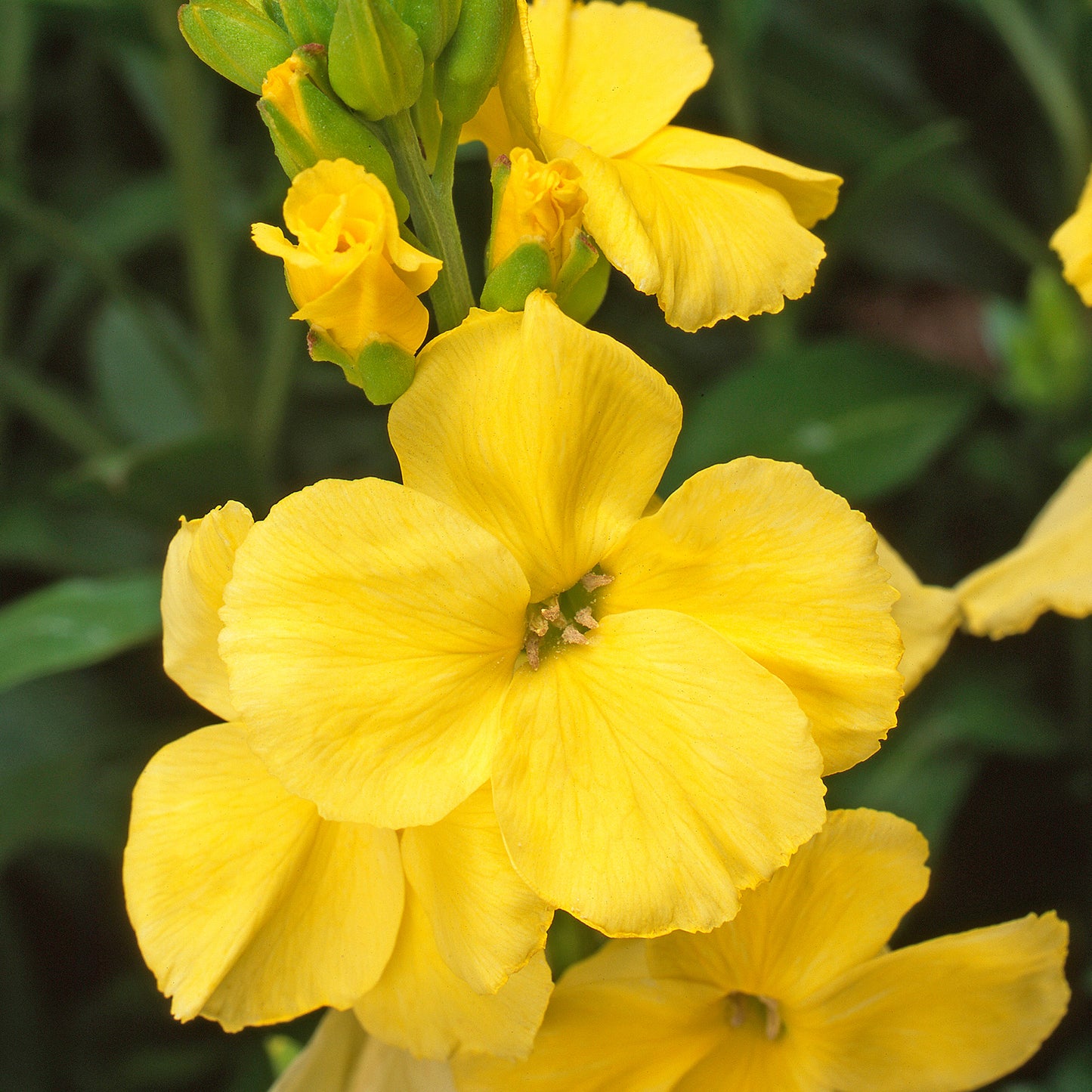 Bedding Plants - Wallflower Sunset Primrose (6 Pack)