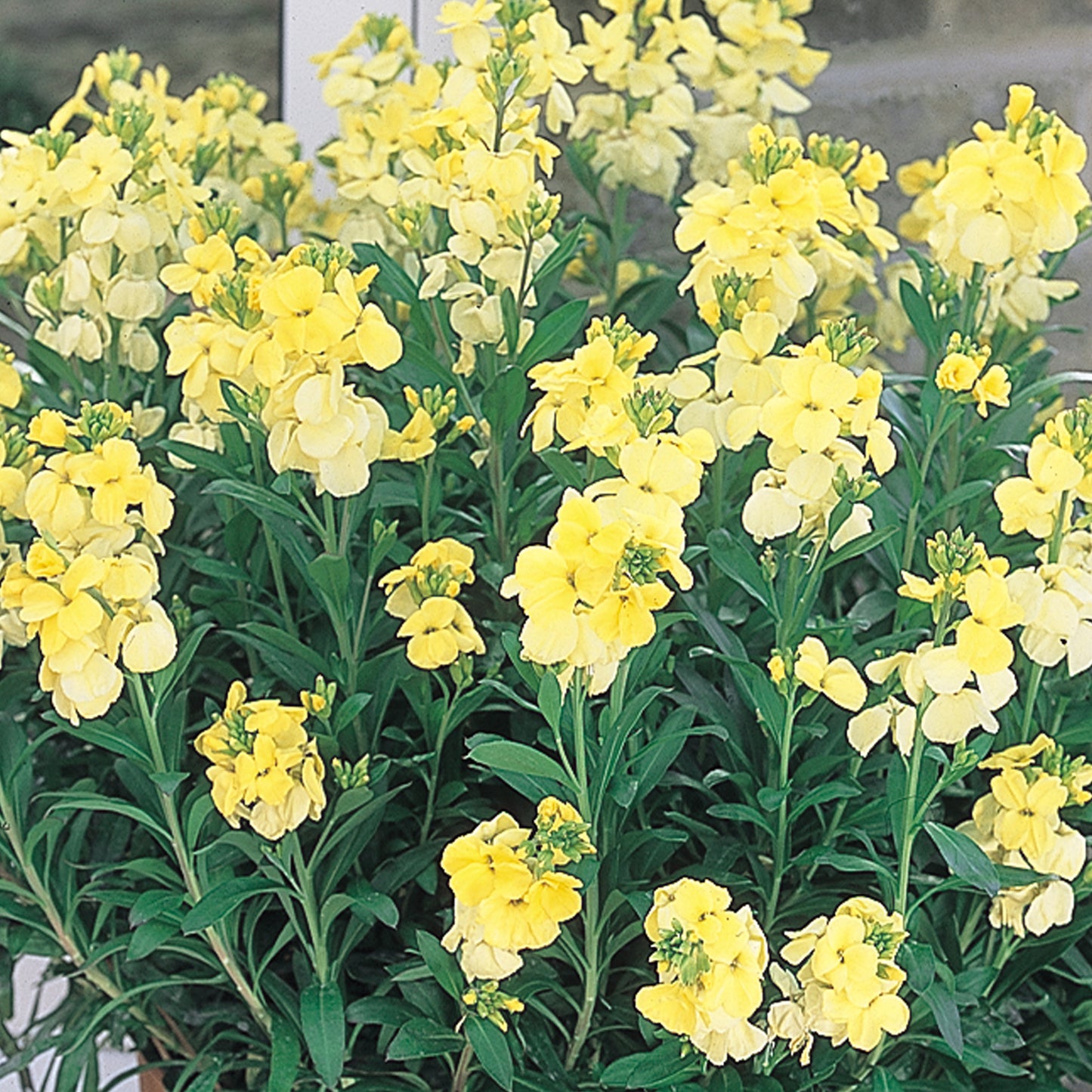Bedding Plants - Wallflower Sunset Primrose (6 Pack)