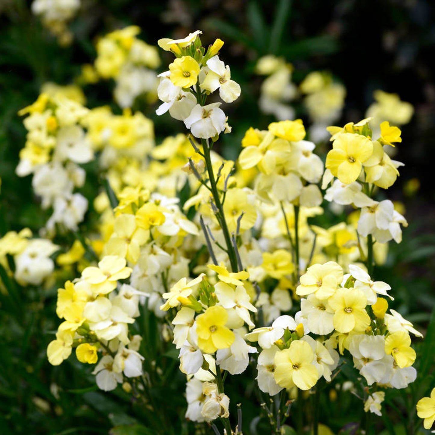 Bedding Plants - Wallflower Sunset Primrose (6 Pack)