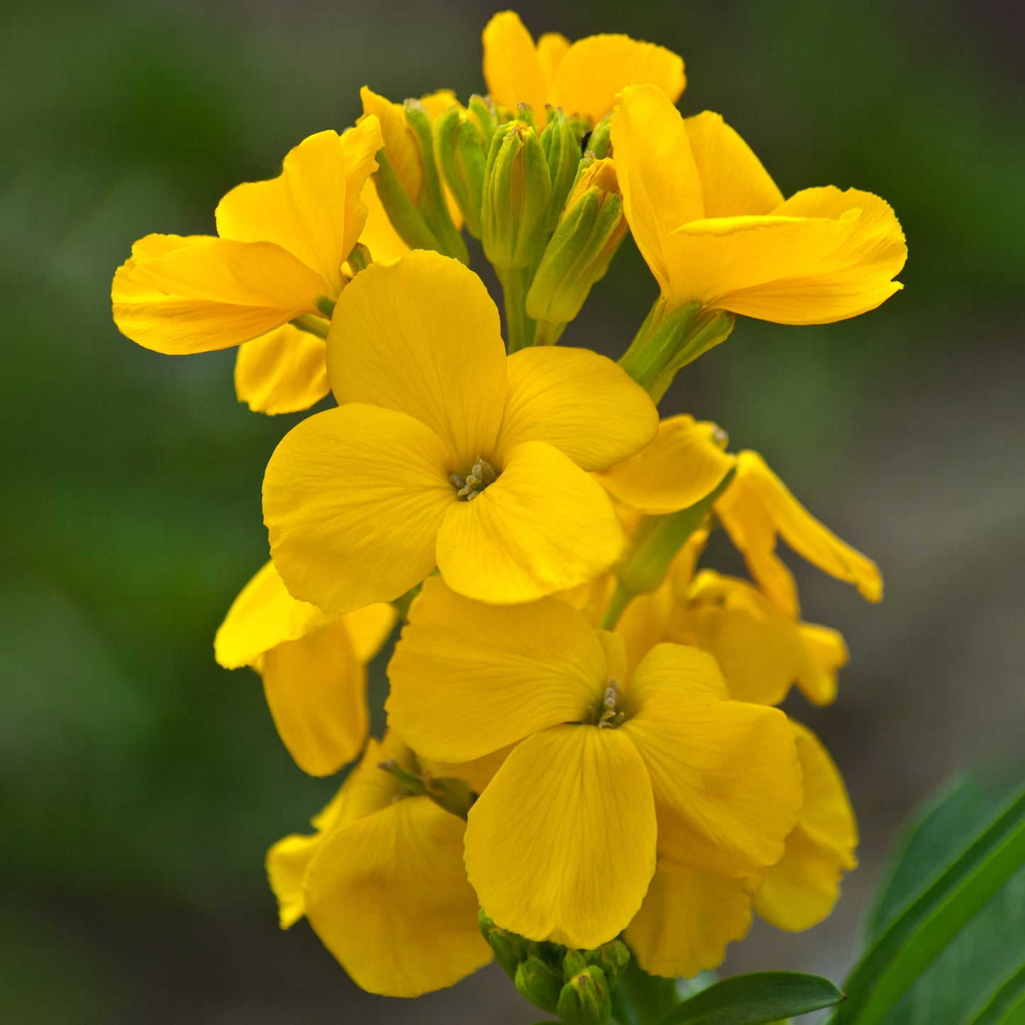 Bedding Plants - Wallflower Sunset Yellow (6 Pack)