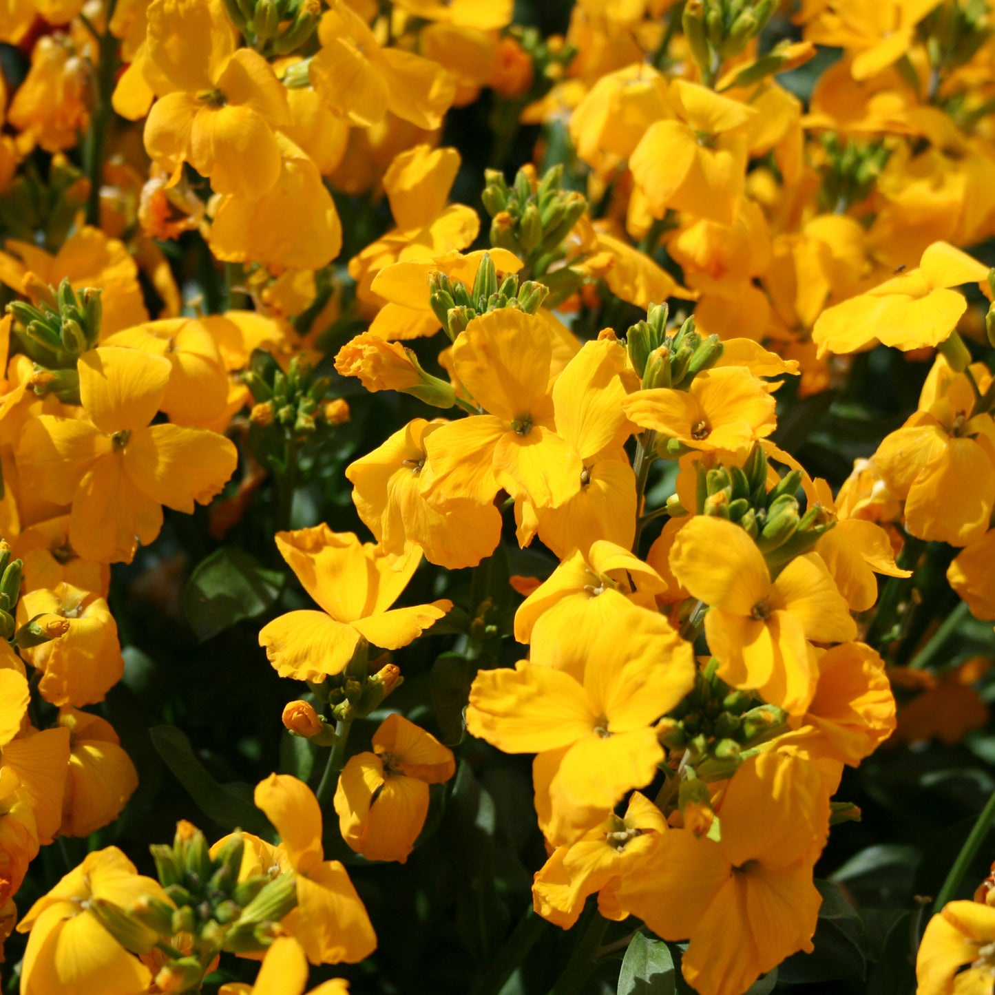 Bedding Plants - Wallflower Sunset Yellow (6 Pack)