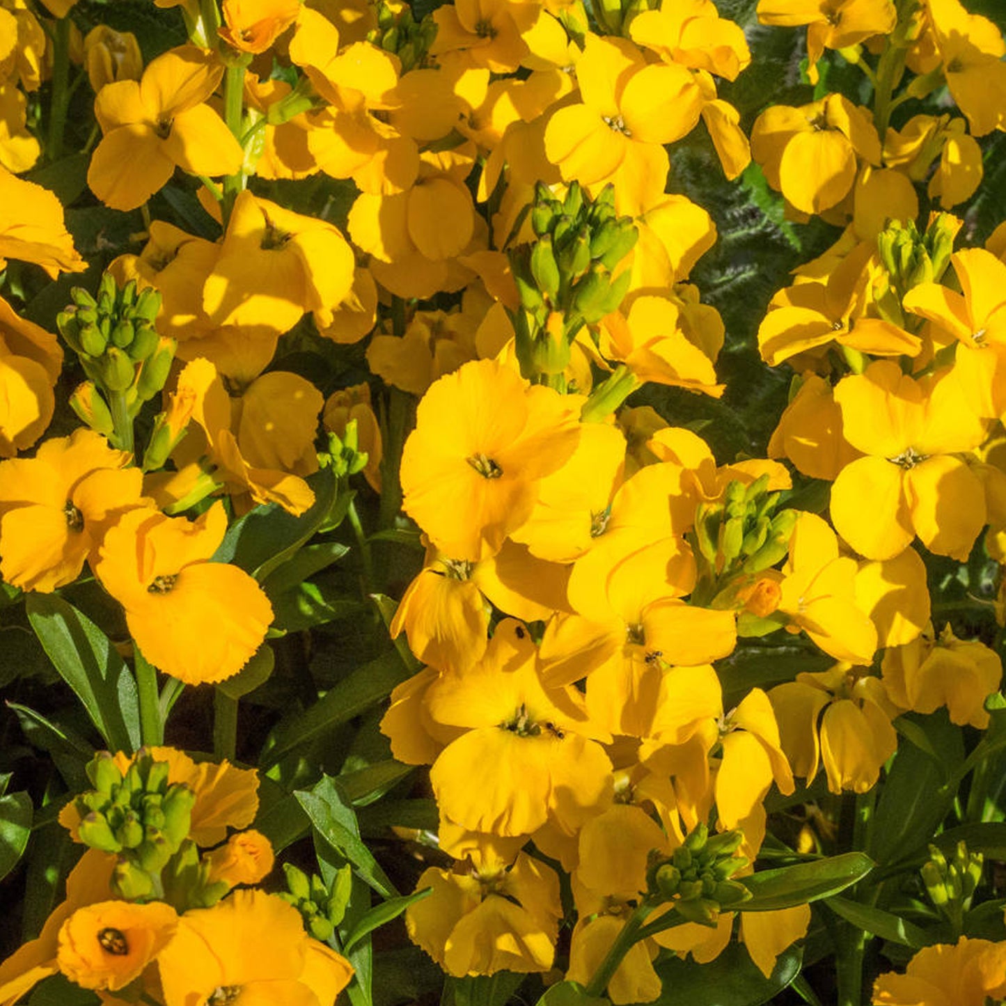 Bedding Plants - Wallflower Sunset Yellow (6 Pack)