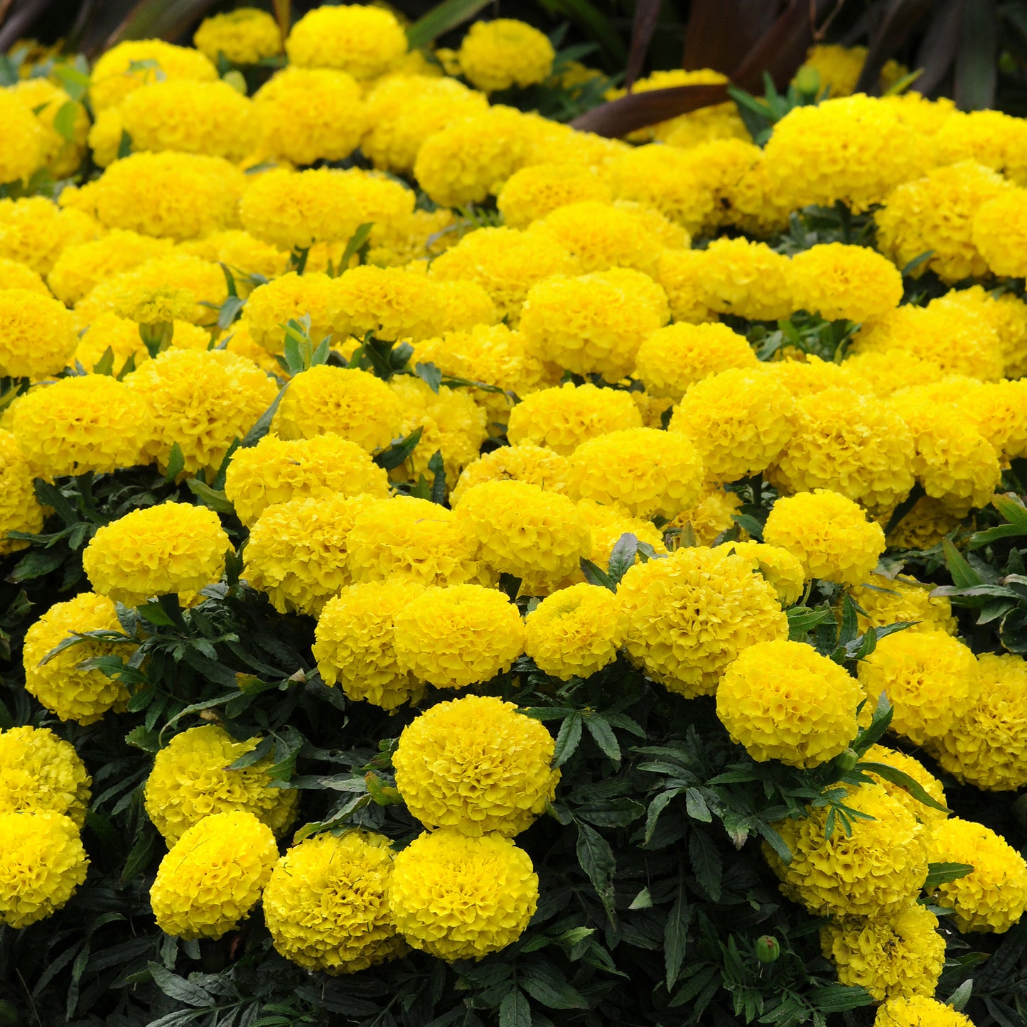 Bedding Plants - Marigold American F1 Marvel Yellow (6 Pack)