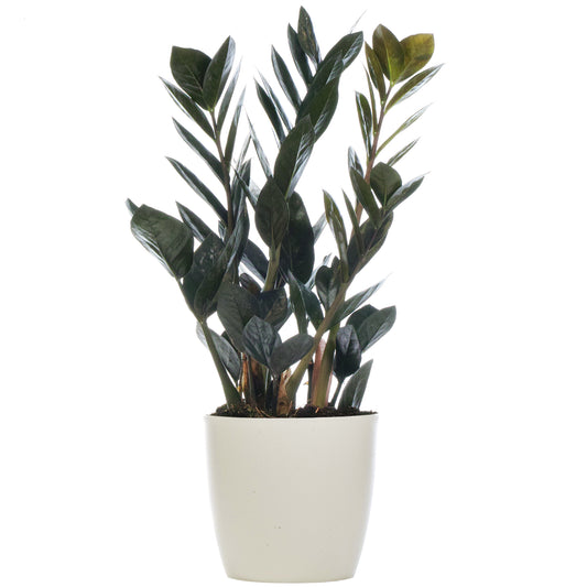 Zamioculcas Raven