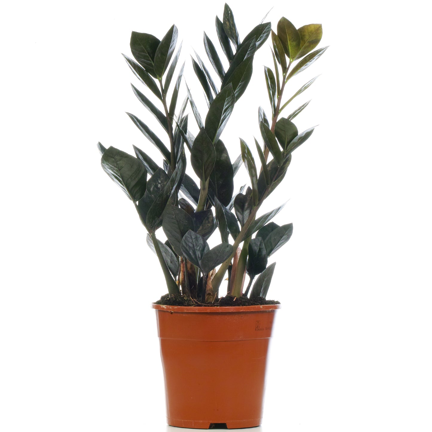 Zamioculcas Raven (14cm) V1