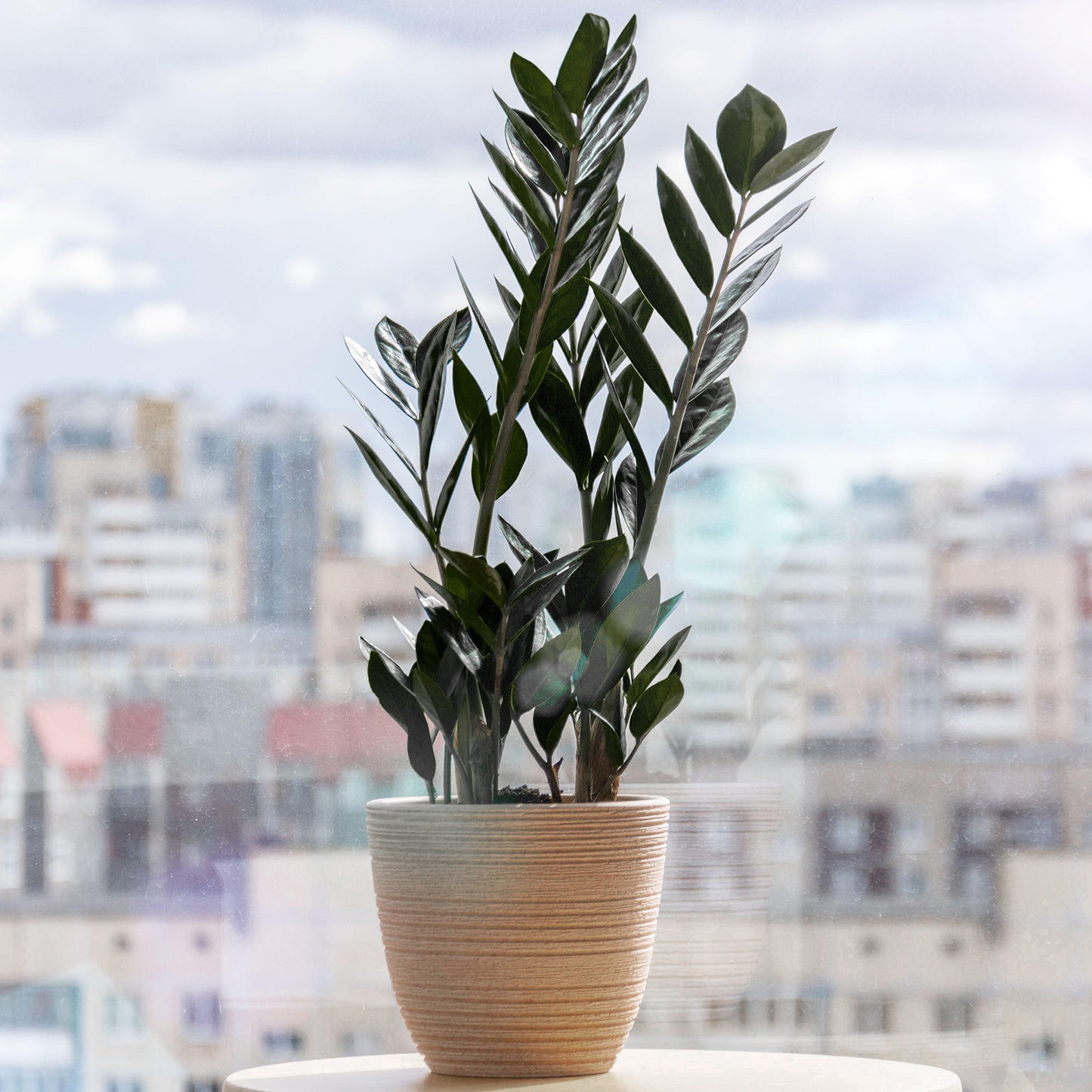 Zamioculcas Raven (14cm) V2