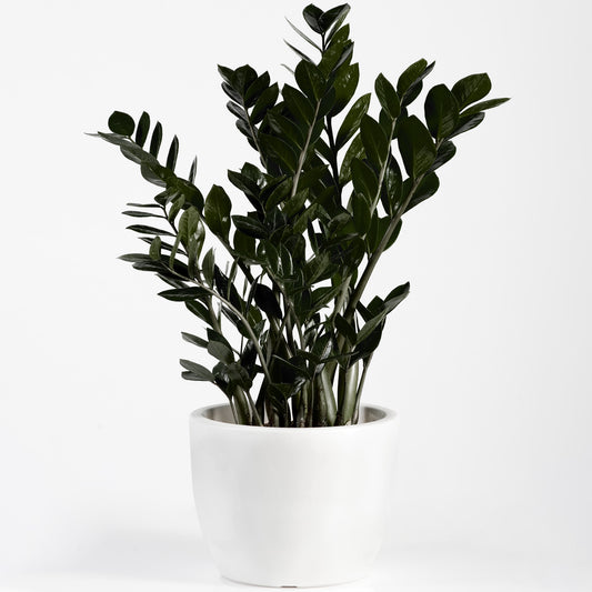 Zamioculcas Raven (14cm) V3