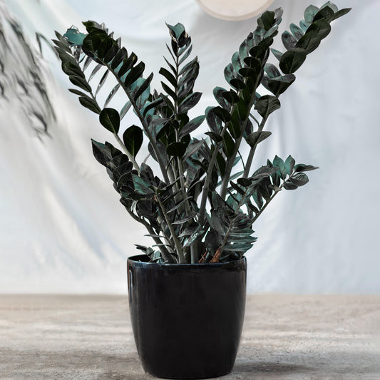 Zamioculcas Raven (14cm) V4